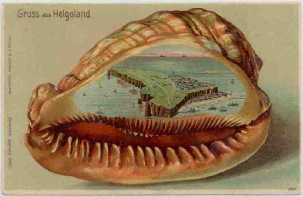 Ansichtskarte Helgoland, Präge-Farblitho Muschel