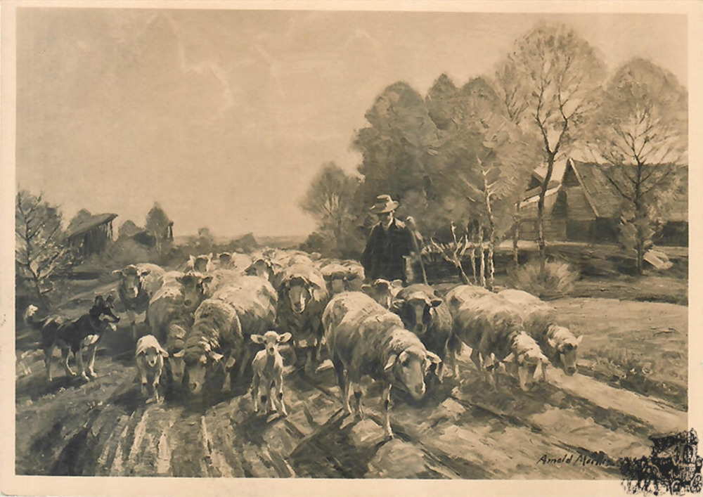 Ansichtskarte: Schafherde im Moos