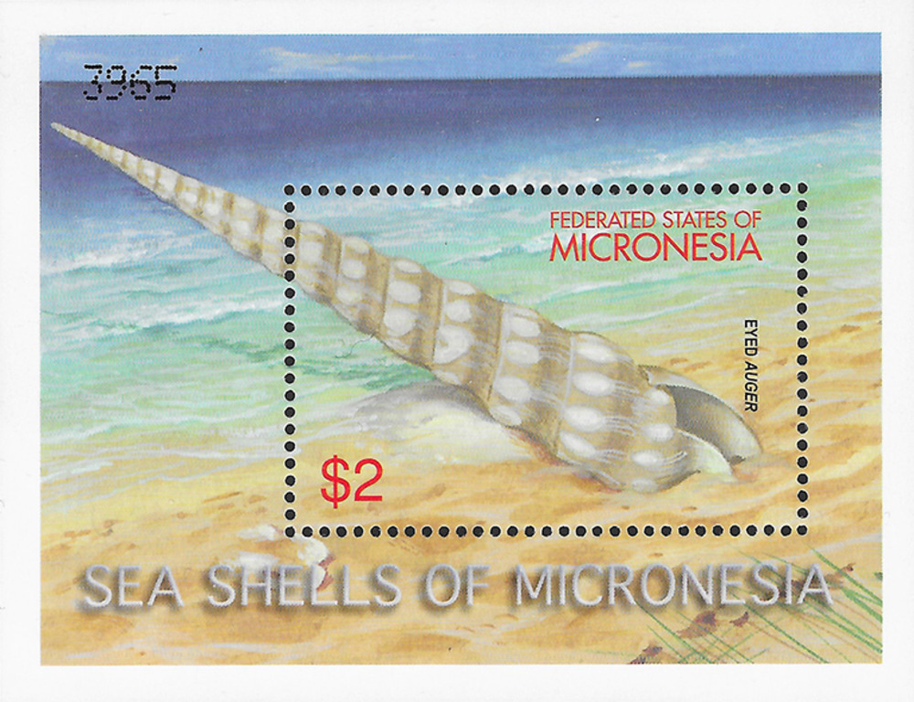 Mikronesien 2001 ** - Augige Bohrerschnecke