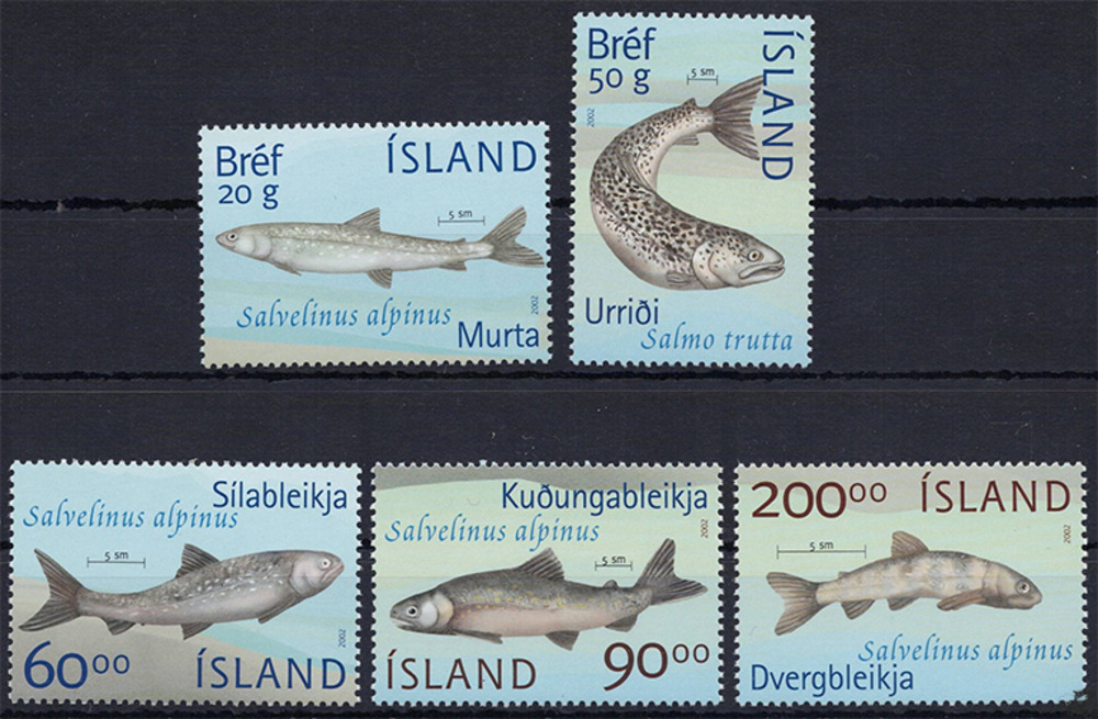 Island 2002 ** - Fische aus dem Thingvellir-See