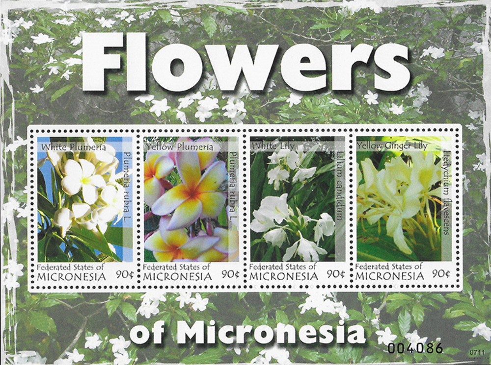 Mikronesien 2007 ** - Blüten