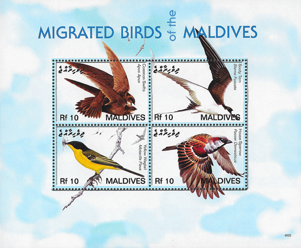 Malediven 2007 ** - Vögel