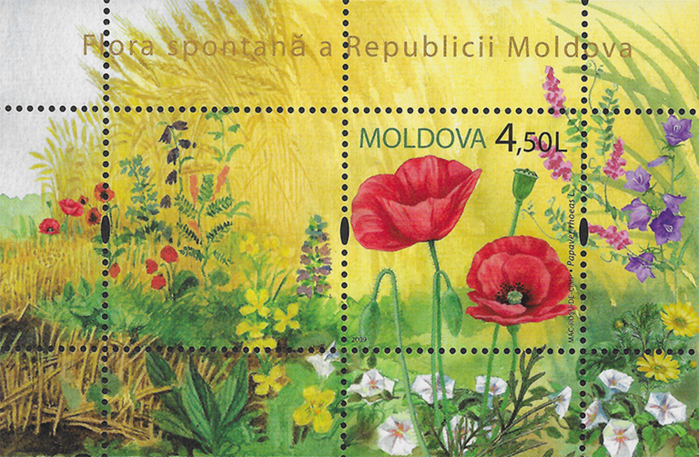 Moldawien 2009 ** - Klatschmohn Moldawien 2009 ** - Klatschmohn