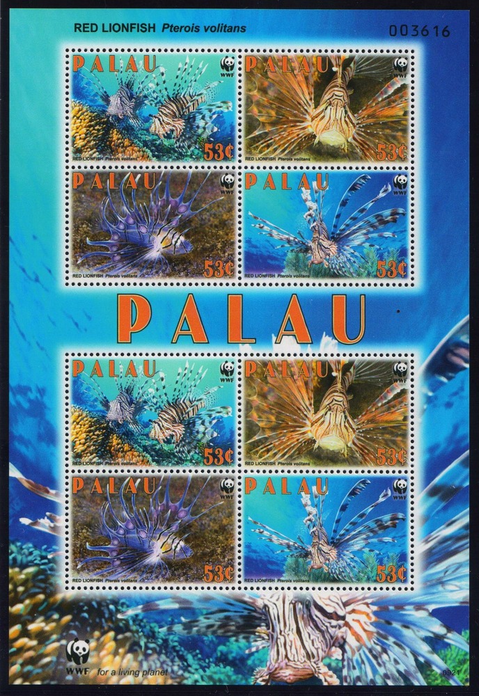 Red fire fish - Palau