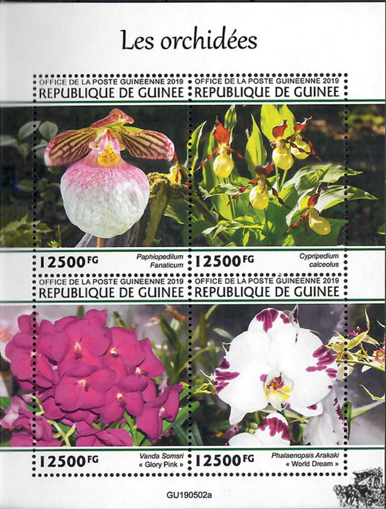 Guinea ** 2019 - Orchideen Guinea ** 2019 - Orchideen