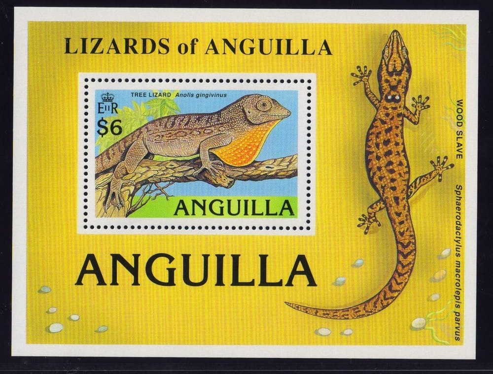 Echsen - Anguilla