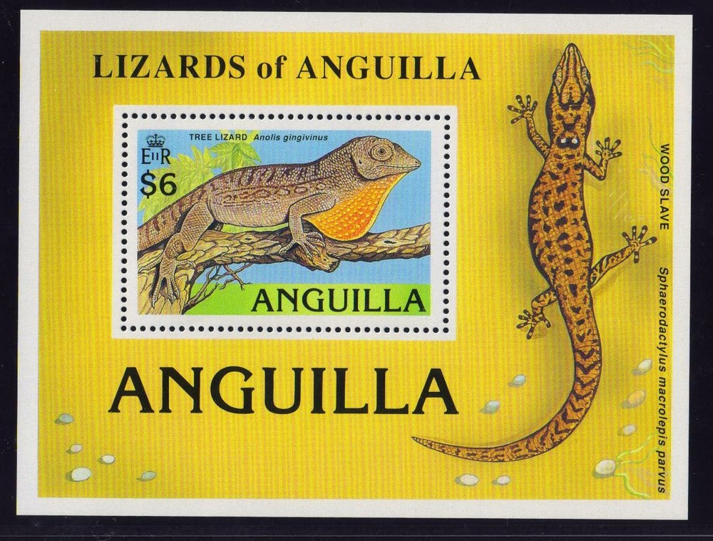 Lizards - Anguilla Lizards - Anguilla