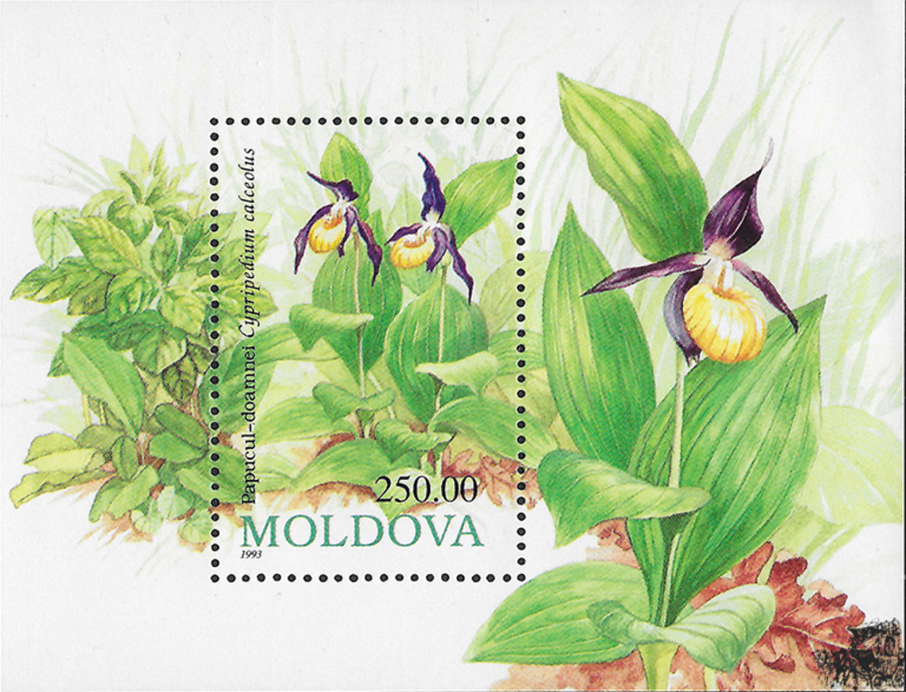 Moldawien 1993 ** - Geschützte Blumen