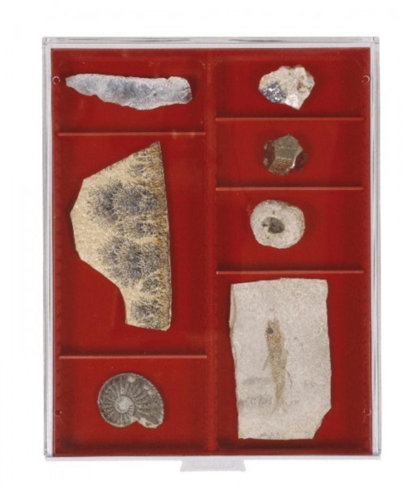 Sammelbox mit 2 Fächern, flexibler Facheinteilung und  28 mm Füllhöhe